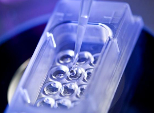Blastocyst culture and transfer