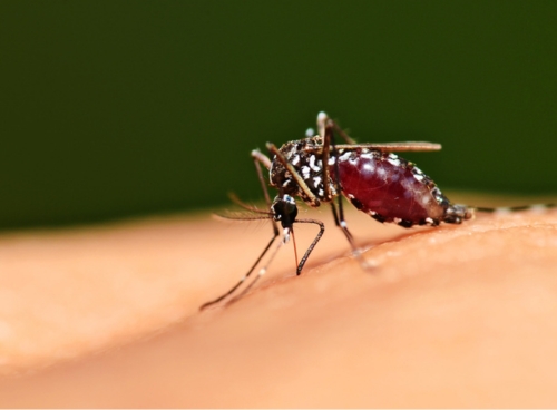 Zika virus and fertility