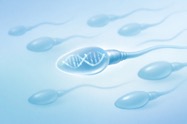 Sperm DNA Fragmentation Testing 